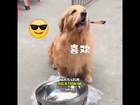 L'amour entre le maître et le chien s'est révélé dans un moment de crise