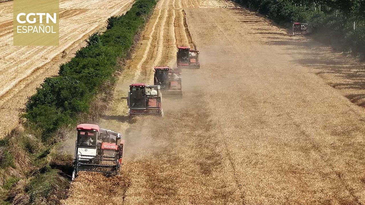 La cosecha de trigo se acerca al 60 % mientras los agricultores se adelantan a las lluvias