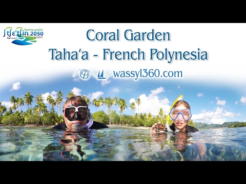 Coral Garden Snorkeling - Amazing Underwater World - Tahaa - French Polynesia - 4K