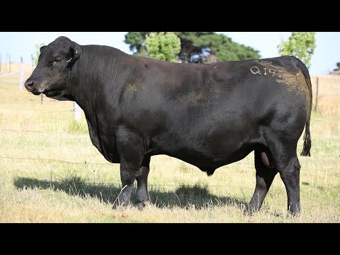 GRANITE RIDGE QUINCY Q191