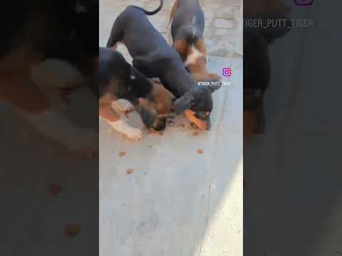 Desi dog 🐶 #pitbullfemale #lowpricepitbull #pitbulllock #desi #deepesh #pitbullpuppy #ritikdog