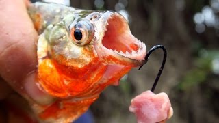 Fishing for Piranhas in the Amazon River in Peru