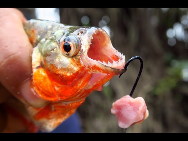 Fishing for Piranhas in the Amazon River in Peru