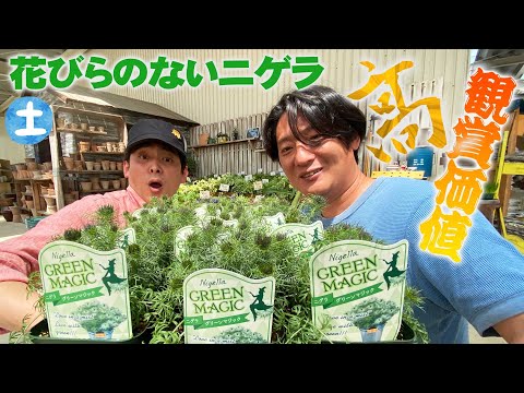 園芸 とげのあるアンジェリカ、アメリカの木アンジェリカ