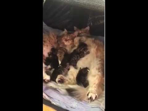 Siberian kittens Litter R and S