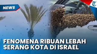 MENCEKAM! Puluhan Ribu Lebah Serbu Kota di Israel, Tim penanganan Turun Tangan
