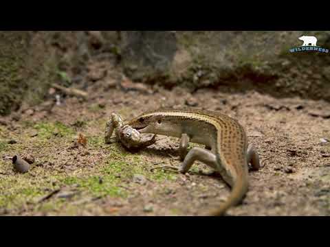 Lizard eating frog 4k (ultra HD)