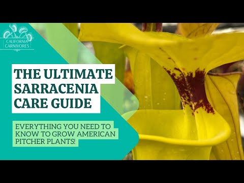 Ultimate Sarracenia Care Guide