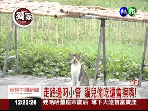 貓兒偷"腥"! 澎湖小管搞失蹤?