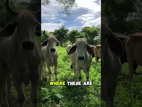 When Dave's Killer Bread Actually Kills You