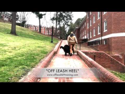 2 Yr. Old and 6 MTH Old Newfoundland (CHLOE and BELLA)