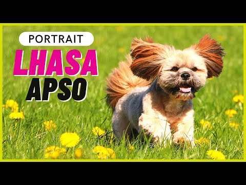 LHASA APSO | Character, Attitude & Health