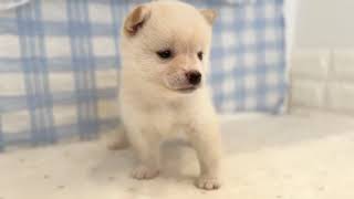 豆柴の動画01