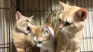 ドラゴンクエスト3そして伝説へ#3