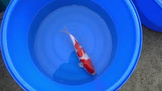 video van Nidan Kohaku 2306011