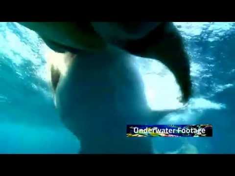 Oceanics of the Red Sea  A Shark Diving Experience