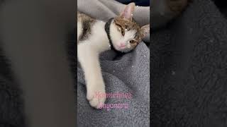 Download lagu Konnichiwa Sayonara || Funny Cat|| Kucing Viral || Masih Kucing mp3