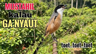 Download lagu toet toet Suara cendet gacor Pagi Hari pancingan jitu BIKIN cendet diam langsung nyaut ikutan bunyi mp3