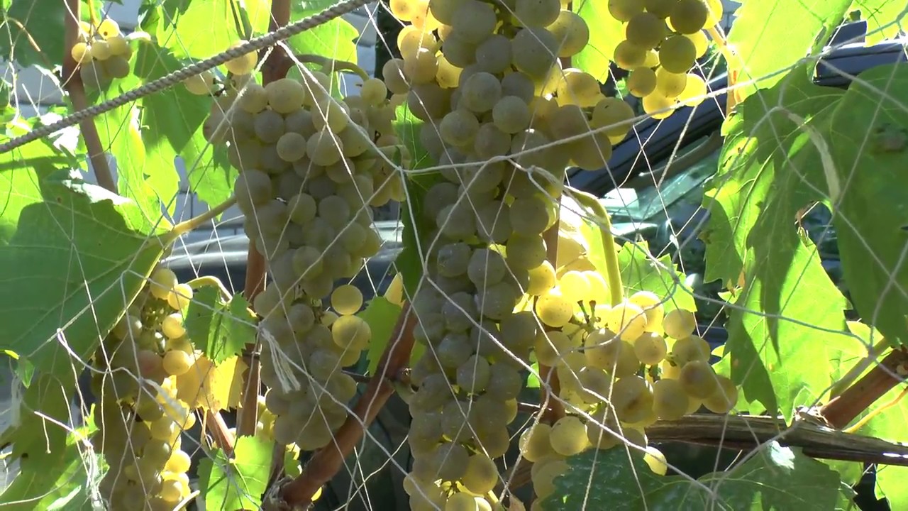 Виноград Бианка