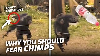 Don't Mess With Chimpanzees