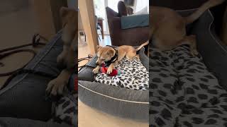 Video preview image #1 Labrador Retriever-Tibetan Terrier Mix Puppy For Sale in Woodland Hills, CA, USA