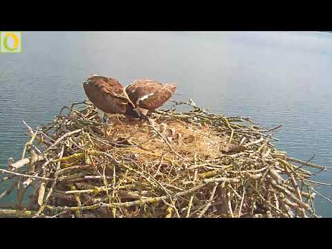Parents and the four ospreys
