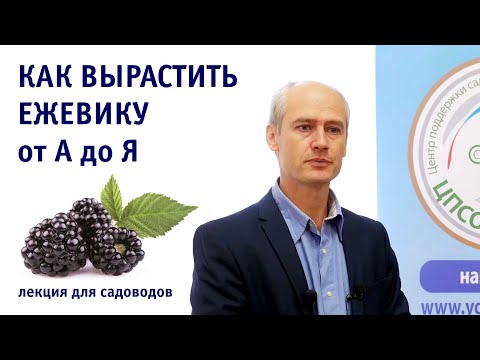 Все о выращивании ежевики на приусадебном участке. Лекция.