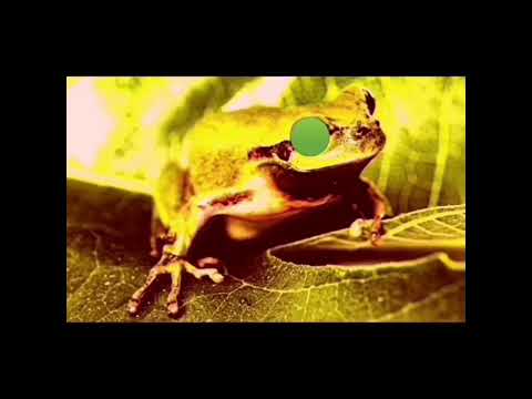 kaeloo season 1 : bad kaeloo transformation.