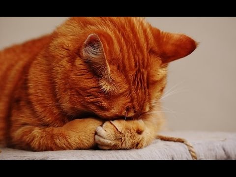 Musiques Apaisantes Pour Calmer Chiens Et Chats Agités Et Nerveux ♥♥♥ Détente Et Sommeil Paisible