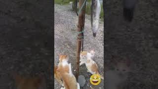 Download lagu lomba panjat pinang kucing nyari ikan lele😂😁😂 mp3