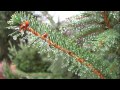 La pioggia nel pineto - Gabriele D'Annunzio ...