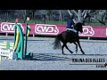 Poney français de selle Kalina des Allees 4 ans