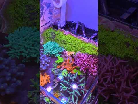 The Best 20g Nano Reef Tank In The World / MK Reefs