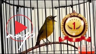 Download lagu MASTERAN PLECI NEMBAK KENARI SAMBUNG BREN CIBLEK SUPER PANJANG JELAS DAN VOKAL    mp3