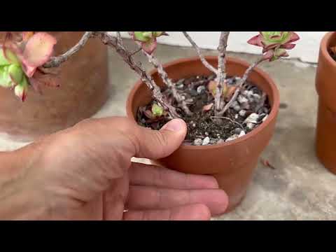 Clay Flower Pot Large