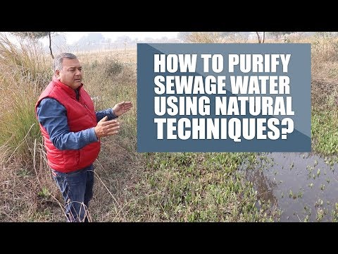 How to purify sewage water using natural techniques?