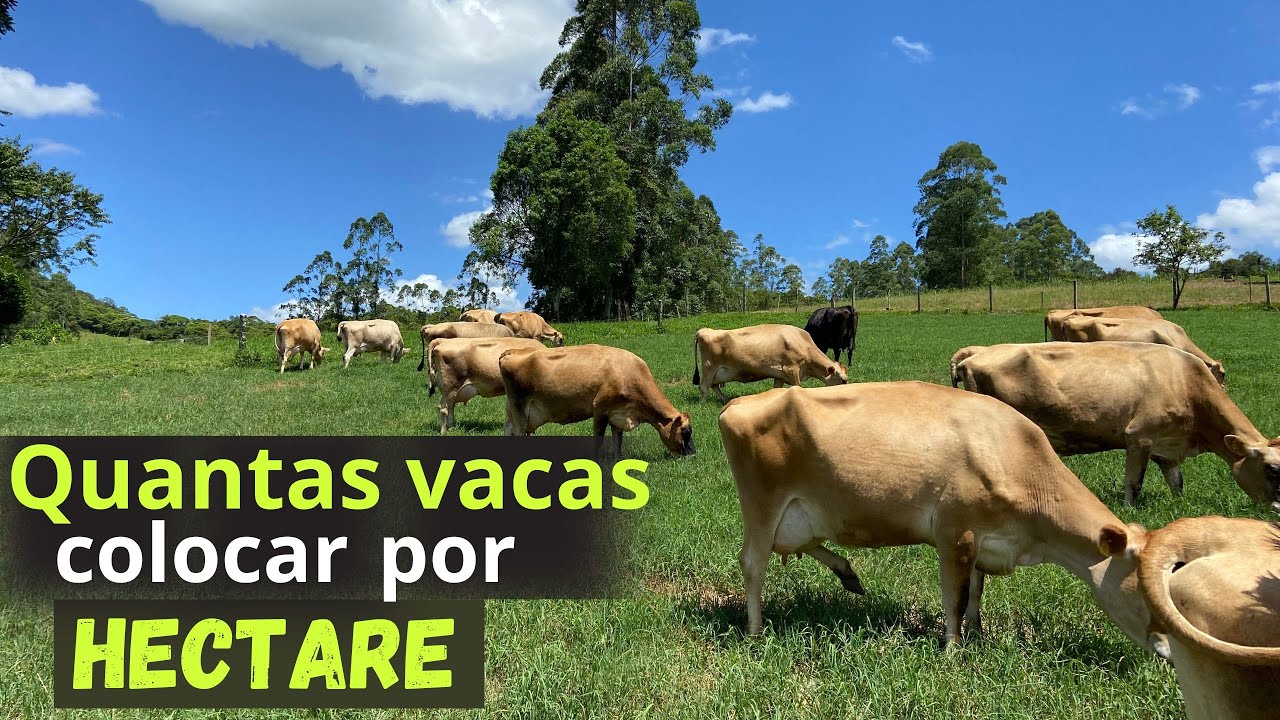Como calcular quantas vacas posso colocar por hectare.