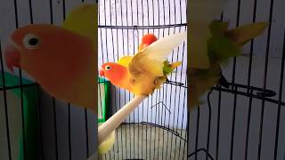 Download lagu Proses Penjodohan Love bird #lovebird #betina #jantan #jodoh #penjodohan #cara #lb #lbgacor mp3