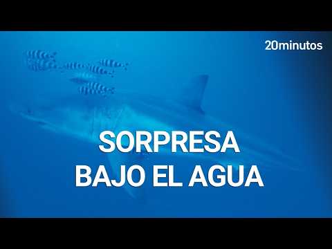 Filmen un gran tauró blanc per primera vegada a la Mediterrània