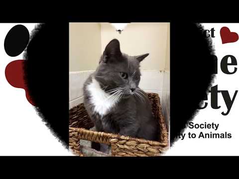 Mary Jane - 4 years old - Grey & white female cat - looking for a fur-ever home