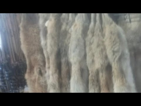 Gland Lure Selections for Predator Trapping. #trapper #coyote #billingsleybrandlures