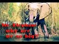 Mr. Elephant: why are Elephants so big? 