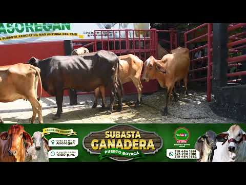 Lote 75 Subasta 11 de Septiembre de 2026