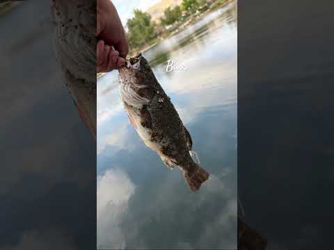 Little bass #music #newmusic #audio #coversong #artist #fishing #hiphop #beats #hiphopgods #fishing