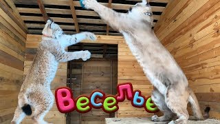 ВЕСЕЛЬЕ У ПУМЫ И РЫСЕЙ / Новая старая игрушка