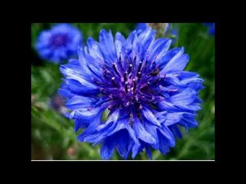 Life is Rosy Jess Penner