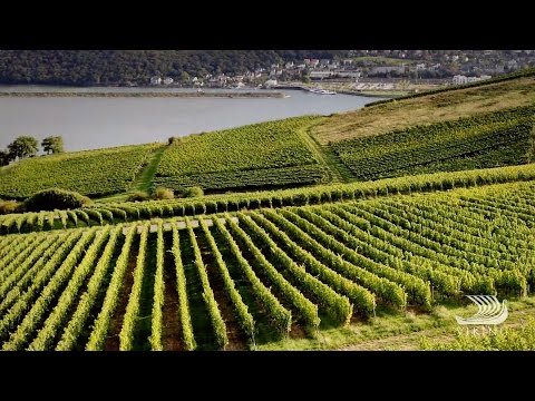 download lagu mp3 mp4 Grape Grown In The Bordeaux Region, download lagu Grape Grown In The Bordeaux Region gratis, unduh video klip Grape Grown In The Bordeaux Region