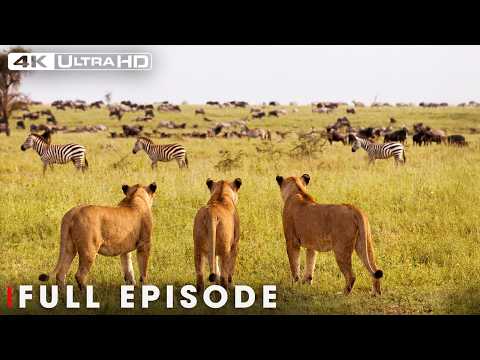 WILD SAVANNAH | Battle for Survival (Full Episode) | Nature Animal Documentary