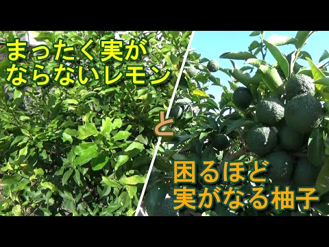 園芸 ゆず、レモン