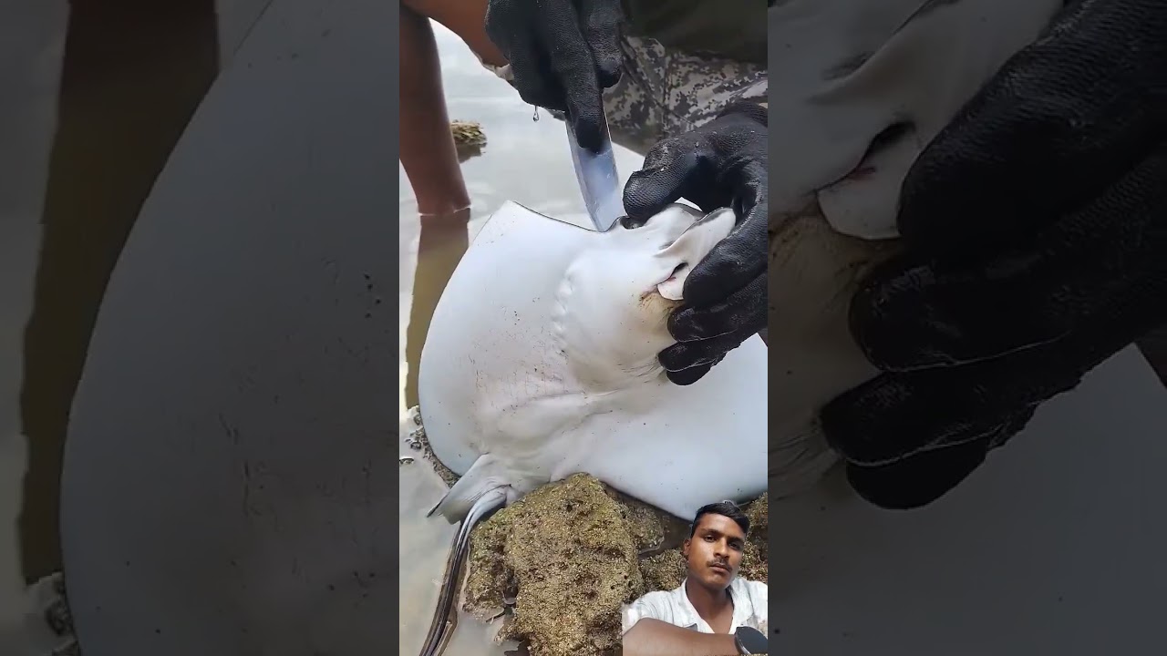 kabirul Khan WhatsApp status #nxt1up #animals #nxt1up #comedymusic #wildlife #facts